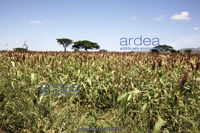 : Sorghum - crop : Sorghum - crop