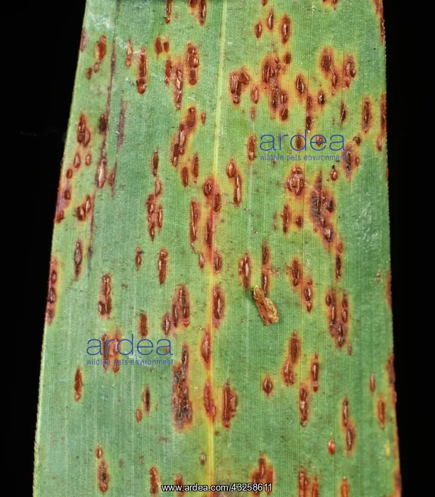 : Sorghum rust (Puccinia sorghi) pustules : Sorghum rust (Puccinia sorghi) pustules
