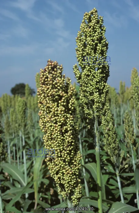 : Sorghum (Sorghum vulgare) : Sorghum (Sorghum vulgare)