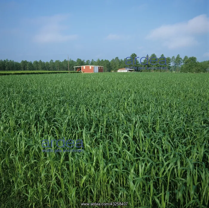 : Sorghum (Sorghum vulgare) crop : Sorghum (Sorghum vulgare) crop