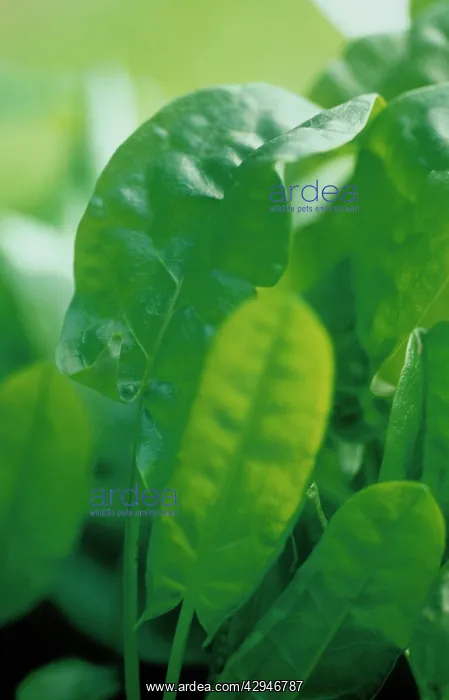 : Sorrel, Rumex acetosa : Sorrel, Rumex acetosa