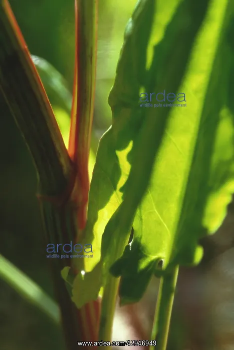 : Sorrel, Rumex acetosa : Sorrel, Rumex acetosa