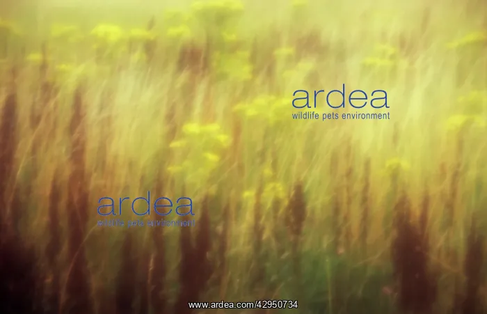 : Sorrel, Rumex acetosa : Sorrel, Rumex acetosa