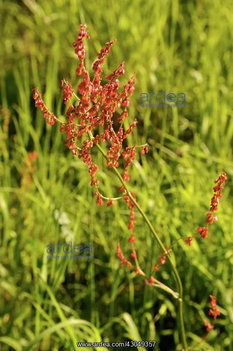 : Sorrel, Rumex acetosa : Sorrel, Rumex acetosa