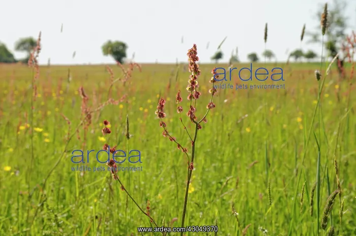 : Sorrel, Rumex acetosa : Sorrel, Rumex acetosa
