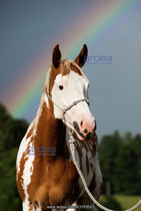 : Sorrel Overo Paint Horse with rope holster against : Sorrel Overo Paint Horse with rope holster against
