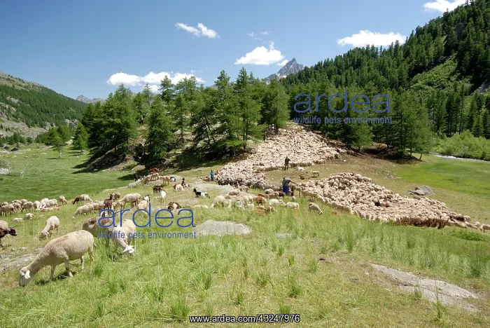 : Sorting Sheep - High Clarse Alpes France : Sorting Sheep - High Clarse Alpes France