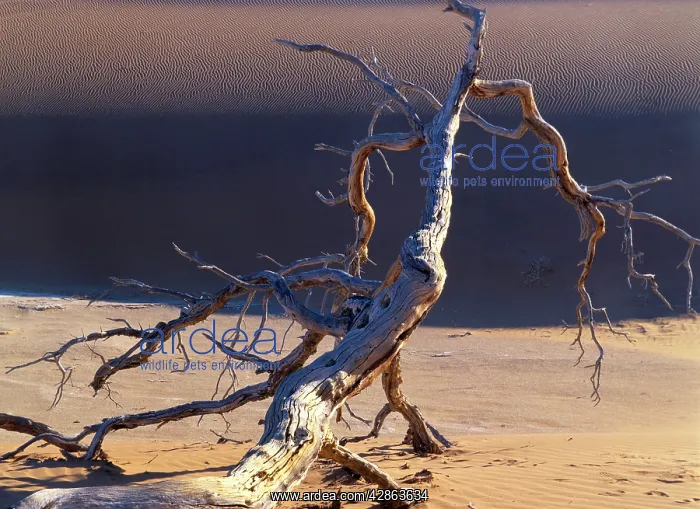 : Sossusvlei - dead camelthorn tree in dune : Sossusvlei - dead camelthorn tree in dune