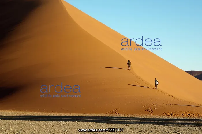 : Sossusvlei Dune 45 - Tourists climbing the dune : Sossusvlei Dune 45 - Tourists climbing the dune