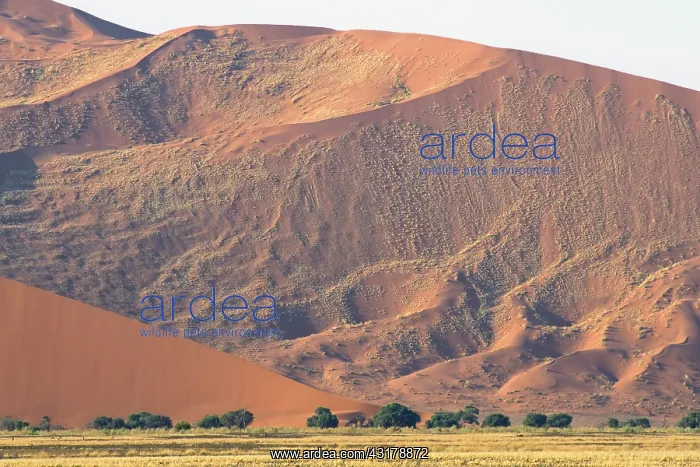 : Sossusvlei dunes : Sossusvlei dunes