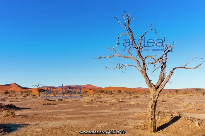 : Sossusvlei, Namib Desert, Namib-Naukluft : Sossusvlei, Namib Desert, Namib-Naukluft