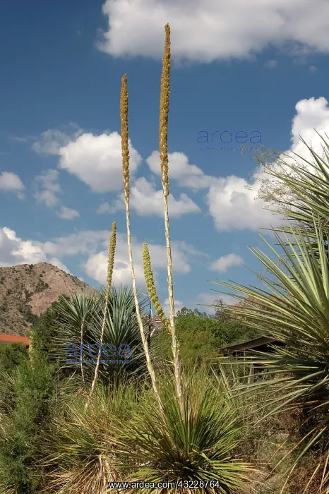: Sotol (Dasylirion leiophyllum). Also known as ^Desert Spoon.^ It is distilled : Sotol (Dasylirion leiophyllum). Also known as ^Desert Spoon.^ It is distilled