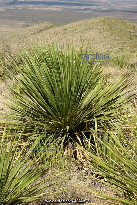 : Sotol (Dasylirion leiophyllum). Also known as ^Desert Spoon.^ It is distilled : Sotol (Dasylirion leiophyllum). Also known as ^Desert Spoon.^ It is distilled