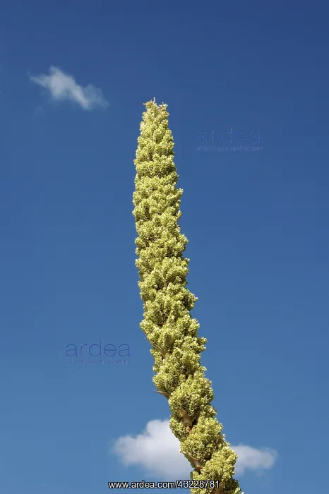 : Sotol (Dasylirion leiophyllum). Also known as ^Desert Spoon.^ It is distilled : Sotol (Dasylirion leiophyllum). Also known as ^Desert Spoon.^ It is distilled