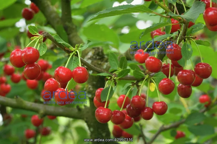 : Sour Cherry - hanging on tree : Sour Cherry - hanging on tree