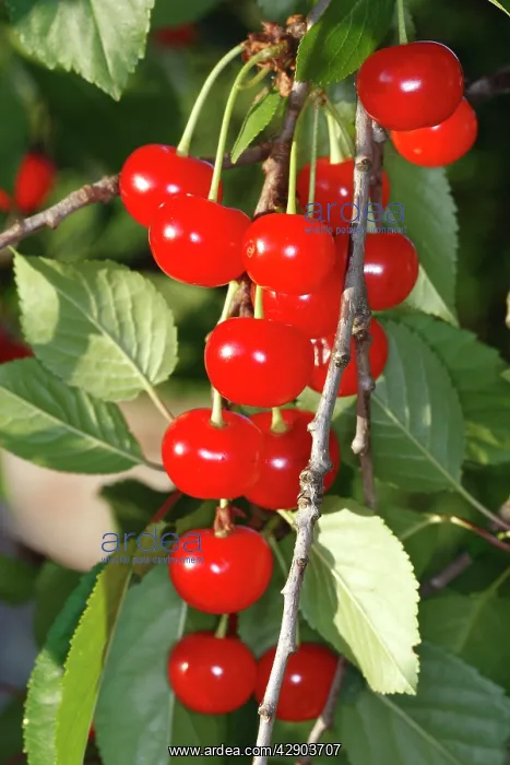: Sour Cherry (Prunus cerasus) or Wild Cherry (Prunus avium) : Sour Cherry (Prunus cerasus) or Wild Cherry (Prunus avium)