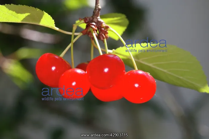 : Sour Cherry (Prunus cerasus) or Wild Cherry (Prunus avium) : Sour Cherry (Prunus cerasus) or Wild Cherry (Prunus avium)