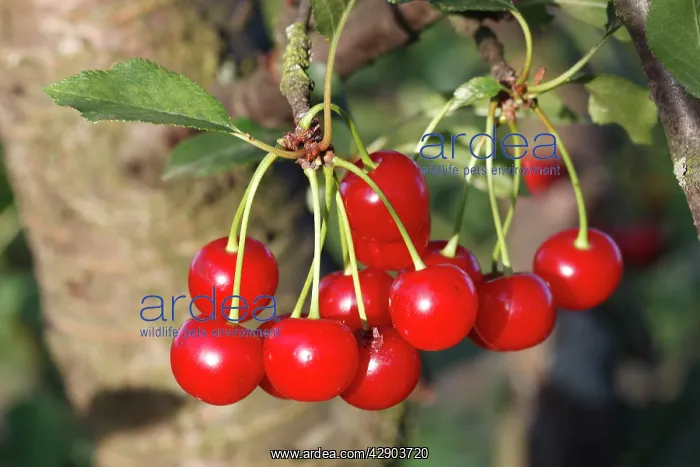 : Sour Cherry (Prunus cerasus) or Wild Cherry (Prunus avium) : Sour Cherry (Prunus cerasus) or Wild Cherry (Prunus avium)