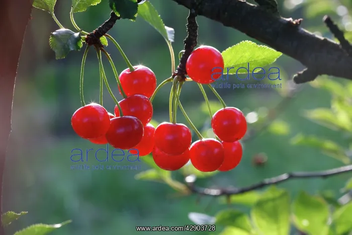 : Sour Cherry (Prunus cerasus) or Wild Cherry (Prunus avium) : Sour Cherry (Prunus cerasus) or Wild Cherry (Prunus avium)