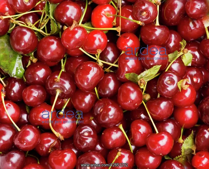 : Sour / Morello Cherries : Sour / Morello Cherries