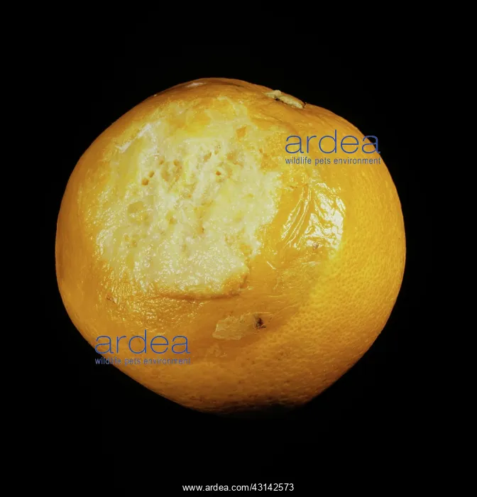  : Sour rot (Geotrichum candidum)