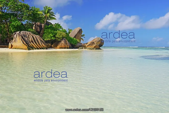 : Source d'Argent beach, rocks and palm trees, La : Source d'Argent beach, rocks and palm trees, La