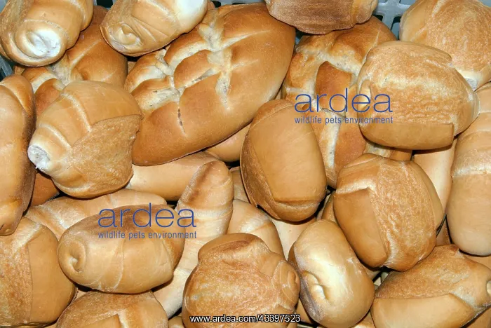 : Sourdough bread rolls, cooked in the baker's laboratory : Sourdough bread rolls, cooked in the baker's laboratory