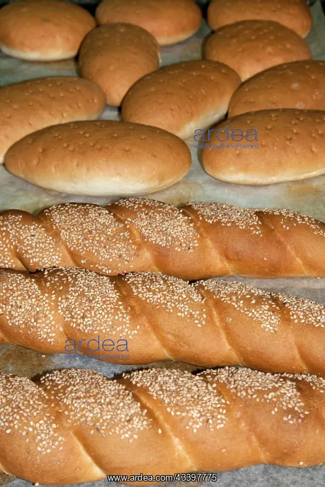 : Sourdough bread rolls, cooked in the baker's laboratory : Sourdough bread rolls, cooked in the baker's laboratory