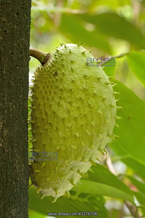 : Soursop (Annona muricata) : Soursop (Annona muricata)