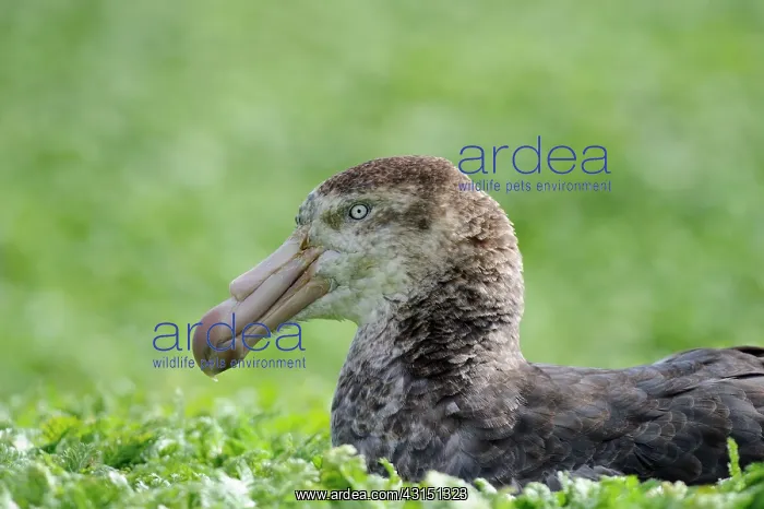 : Soutern Giant Petrel : Soutern Giant Petrel