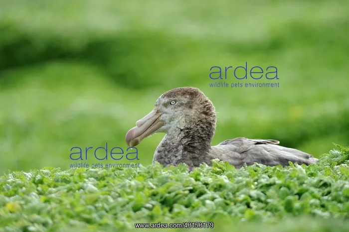 : Soutern Giant Petrel : Soutern Giant Petrel