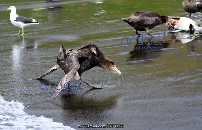 : Soutern Giant Petrel : Soutern Giant Petrel