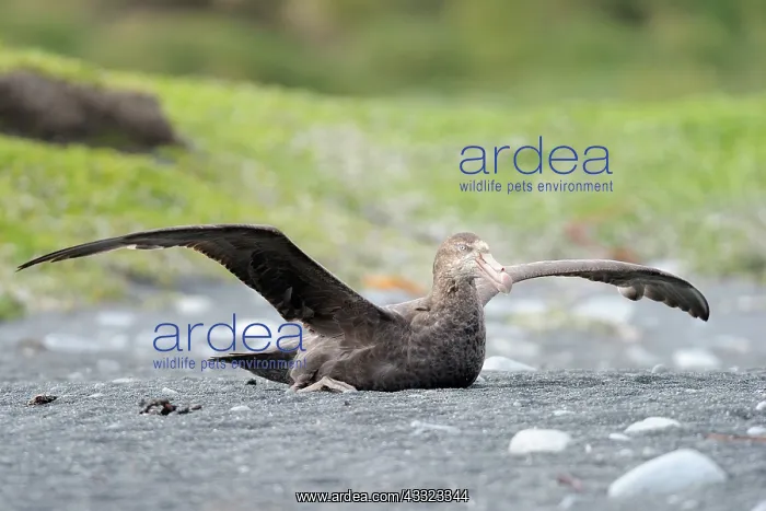 : Soutern Giant Petrel : Soutern Giant Petrel