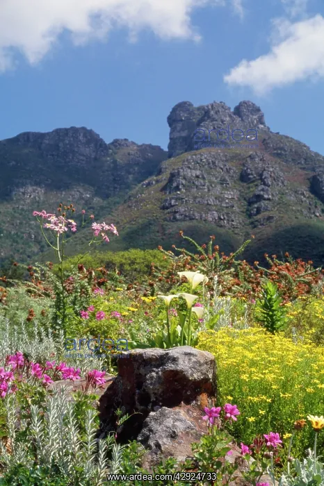 : South Africa : South Africa
