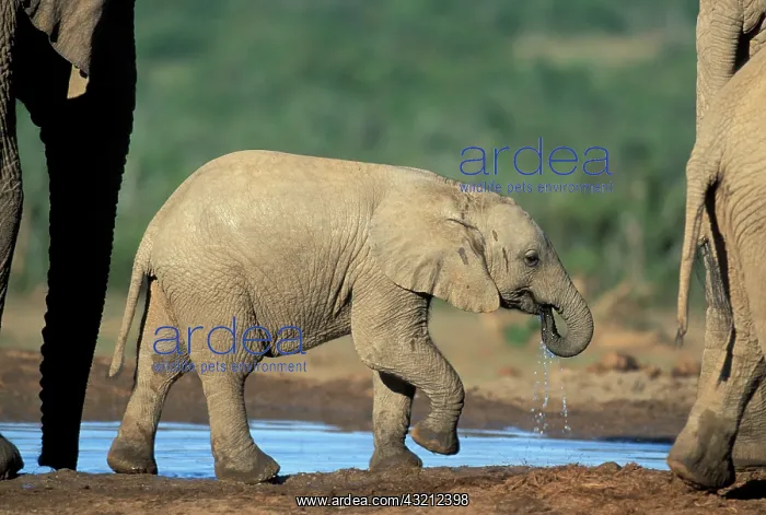 : South Africa, Addo Elephant National Park : South Africa, Addo Elephant National Park
