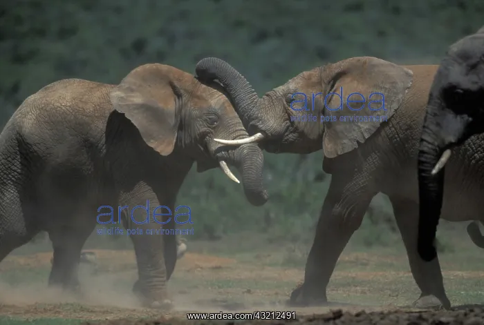 : South Africa, Addo Elephant National Park : South Africa, Addo Elephant National Park