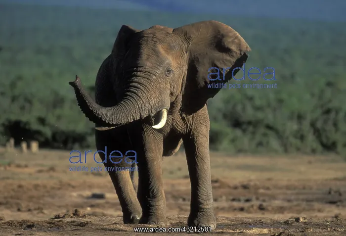 : South Africa, Addo Elephant National Park : South Africa, Addo Elephant National Park
