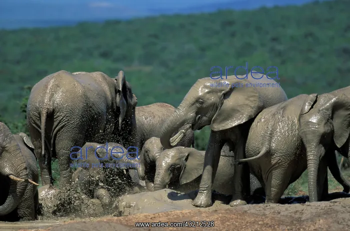 : South Africa, Addo Elephant National Park : South Africa, Addo Elephant National Park