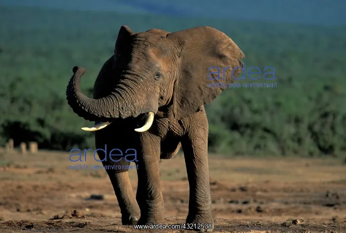: South Africa, Addo Elephant National Park : South Africa, Addo Elephant National Park