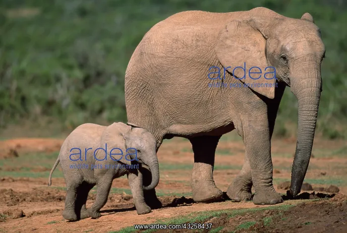: South Africa, Addo Elephant National Park : South Africa, Addo Elephant National Park