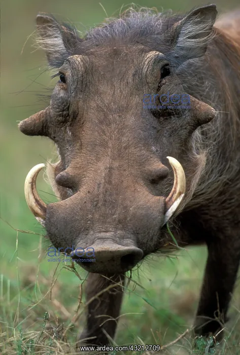 : South Africa, Addo National Park, Male Warthog : South Africa, Addo National Park, Male Warthog