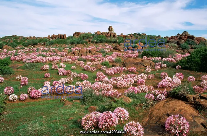 : South Africa - Amaryllids, Namaqualand : South Africa - Amaryllids, Namaqualand