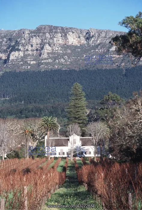 : South AFRICA - Cape Dutch homestead & vineyards : South AFRICA - Cape Dutch homestead & vineyards