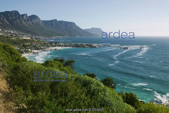: South Africa, Cape Town, Afternoon sun lights : South Africa, Cape Town, Afternoon sun lights