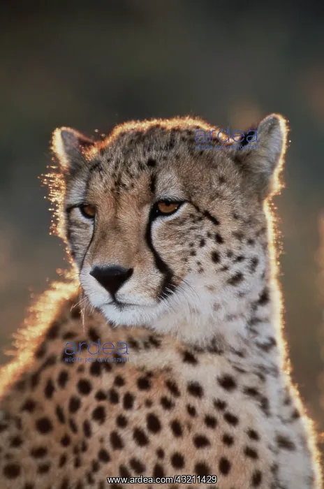 : South Africa, Cheetah looking away (Large : South Africa, Cheetah looking away (Large