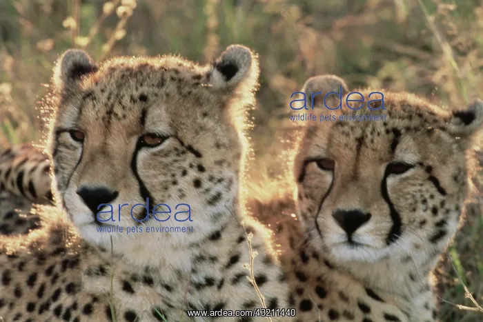 : South Africa, Close-up of Cheetahs (Large : South Africa, Close-up of Cheetahs (Large