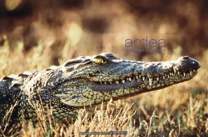 : South Africa, Close-Up of crocodile (Large : South Africa, Close-Up of crocodile (Large