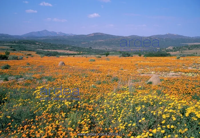 : South Africa - daisies (Dimorphotheca sinuata) : South Africa - daisies (Dimorphotheca sinuata)
