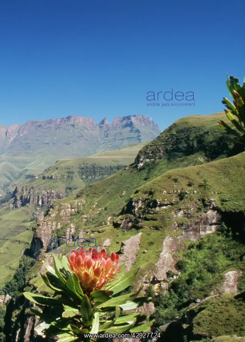 : SOUTH AFRICA - Drakensberg. Mountain scene with : SOUTH AFRICA - Drakensberg. Mountain scene with