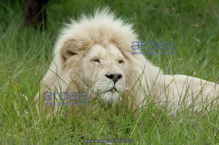 : South Africa, East London, Inkwenkwezi Private : South Africa, East London, Inkwenkwezi Private
